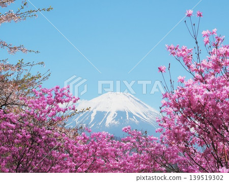 山梨縣:春季的杜鵑花和富士山,四月 山梨縣:春季的杜鵑花和富士山,四月 139519302