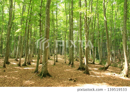 A beautiful beech forest in the fresh green leaves A beautiful beech forest in the fresh green leaves 139519533