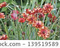 紅花	 139519589