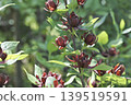 迎春花 139519591