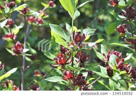 迎春花 迎春花 139519592