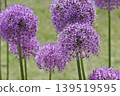 蔥屬Giganthium 139519595