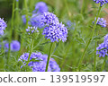 Giria 139519597
