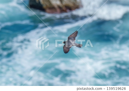 A peregrine falcon flying over the rough, blue sea A peregrine falcon flying over the rough, blue sea 139519626