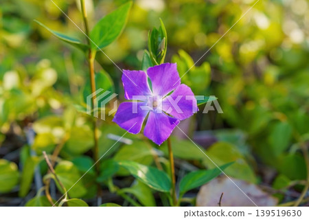 春日陽光下,嬌嫩的長春花盛開 春日陽光下,嬌嫩的長春花盛開 139519630