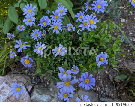 藍色雛菊 藍色雛菊 139519639