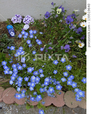精緻的藍花粉蝶花 精緻的藍花粉蝶花 139519640