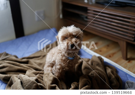 一隻毛茸茸的玩具貴賓犬。一隻小狗坐在棕色的毯子上。 139519668