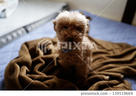 一隻毛茸茸的玩具貴賓犬躺在棕色的毯子上。寵物狗的表情真是可愛極了。 139519669