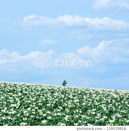 A summer scene of potato fields in Biei, Hokkaido, where you can feel the blue sky and refreshing breeze. A summer scene of potato fields in Biei, Hokkaido, where you can feel the blue sky and refreshing breeze. 139519926