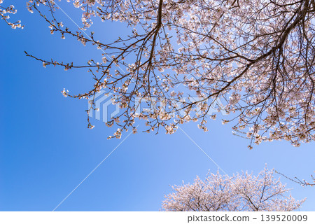 Cherry blossoms in full bloom stand out against a clear blue sky. a-1 Cherry blossoms in full bloom stand out against a clear blue sky. a-1 139520009