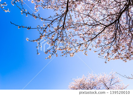 Cherry blossoms in full bloom stand out against a clear blue sky. a-2 High Saturation Contrast Cherry blossoms in full bloom stand out against a clear blue sky. a-2 High Saturation Contrast 139520010