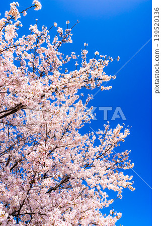 Cherry blossoms in full bloom stand out against a clear blue sky. (g-2 High Saturation Contrast) Cherry blossoms in full bloom stand out against a clear blue sky. (g-2 High Saturation Contrast) 139520136