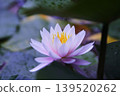 浮在水面上的睡蓮花 139520262