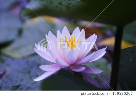 浮在水面上的睡蓮花 139520262