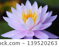 白色睡蓮的特寫。 139520263