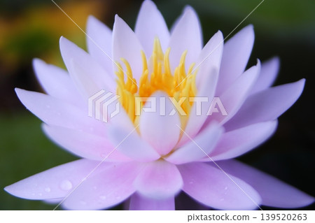 白色睡蓮的特寫。 139520263