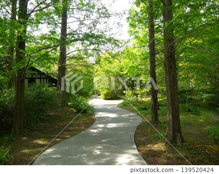 A road surrounded by fresh green trees A road surrounded by fresh green trees 139520424