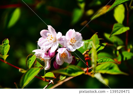 Flower blossoms 139520471