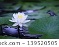 白睡蓮花朵漂浮在水面上 139520505