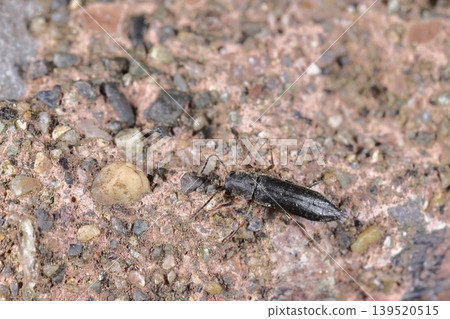 Living creatures, insects: *Pink long-horned beetle*, most of its legs and the first and second segments of its antennae are reddish-brown. Living creatures, insects: *Pink long-horned beetle*, most of its legs and the first and second segments of its antennae are reddish-brown. 139520515