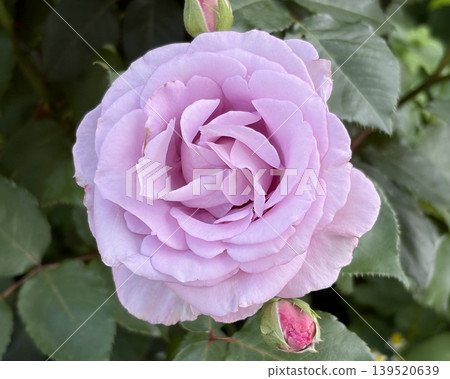 An elegant pale purple rosebud, surrounded by other buds. An elegant pale purple rosebud, surrounded by other buds. 139520639