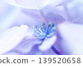 一張小型繡球花的特寫照片。 139520658