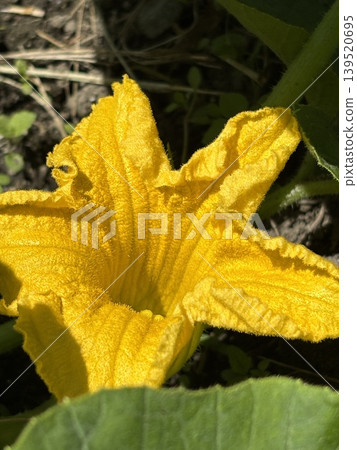 Pumpkin flower blooming in the field Pumpkin flower blooming in the field 139520695