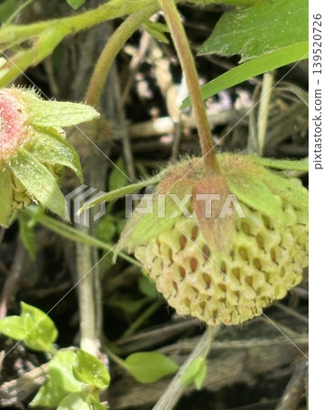 Crimson strawberries Crimson strawberries 139520726
