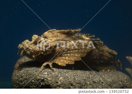 石魚、石魚、魚、鹹水魚、毒魚、虎魚、妖虎魚、自由軟鰩魚 石魚、石魚、魚、鹹水魚、毒魚、虎魚、妖虎魚、自由軟鰩魚 139520732