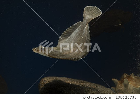 Flounder, stone flounder, saltwater fish, swimming flounder 139520733