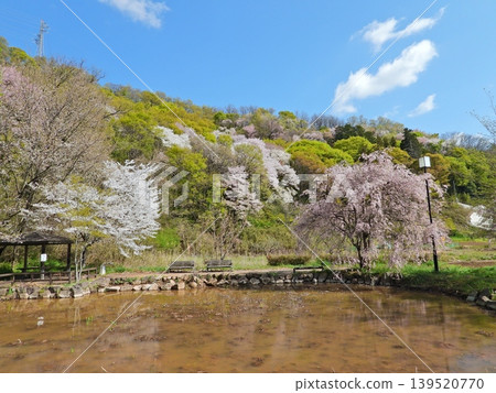 Spring scenery from Tonbo Pond after dredging work 139520770