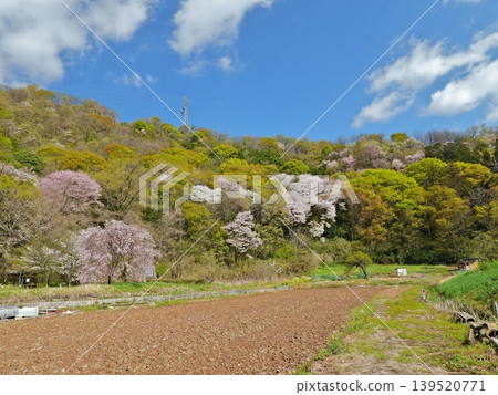 春日美景，山櫻花盛開。 139520771