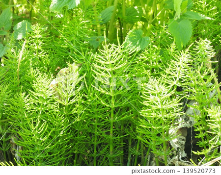 綠色木賊植物的特寫 綠色木賊植物的特寫 139520773