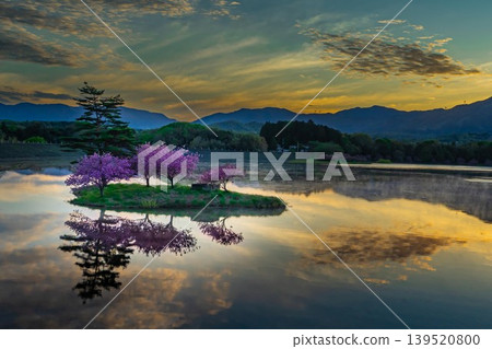 日之川水壩湖浮島上的櫻花 日之川水壩湖浮島上的櫻花 139520800