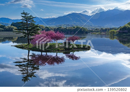 Cherry blossoms on the floating island in the Hinogawa Dam Lake Cherry blossoms on the floating island in the Hinogawa Dam Lake 139520802