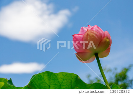 藍天上的蓮花 139520822
