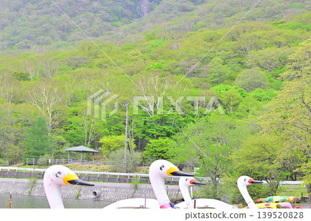 Fresh greenery on the shores of Lake Akagi-Onuma Fresh greenery on the shores of Lake Akagi-Onuma 139520828