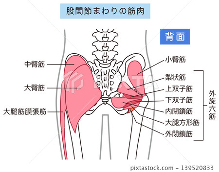 Buttocks and hip joint muscles: gluteus maximus, external rotator muscles (six muscles) Buttocks and hip joint muscles: gluteus maximus, external rotator muscles (six muscles) 139520833