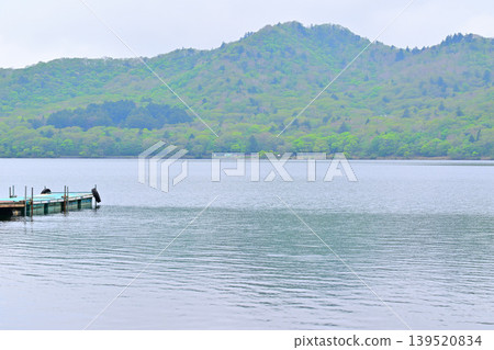 Fresh greenery on the shores of Lake Akagi-Onuma 139520834