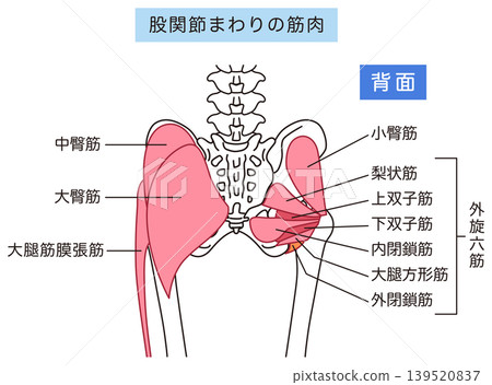 Buttocks and hip joint muscles: gluteus maximus, external rotator muscles (six muscles) Buttocks and hip joint muscles: gluteus maximus, external rotator muscles (six muscles) 139520837