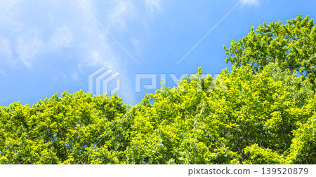 初夏的美景,微風習習,藍天白雲,綠樹成蔭。 初夏的美景,微風習習,藍天白雲,綠樹成蔭。 139520879