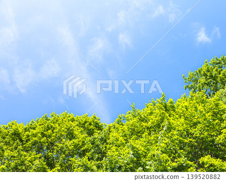 初夏的美景,微風習習,藍天白雲,綠樹成蔭。 初夏的美景,微風習習,藍天白雲,綠樹成蔭。 139520882
