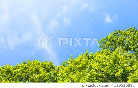 初夏的美景,微風習習,藍天白雲,綠樹成蔭。 初夏的美景,微風習習,藍天白雲,綠樹成蔭。 139520883