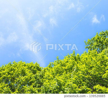 初夏的美景,微風習習,藍天白雲,綠樹成蔭。 初夏的美景,微風習習,藍天白雲,綠樹成蔭。 139520885