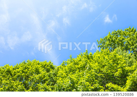 初夏的美景,微風習習,藍天白雲,綠樹成蔭。 初夏的美景,微風習習,藍天白雲,綠樹成蔭。 139520886