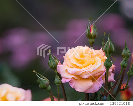 Yellow rose Yellow rose 139521018