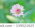 翠綠的背景和嬌豔的粉紅色花朵 139521025