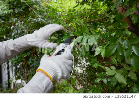A scene of pruning branches with pruning shears. A scene of pruning branches with pruning shears. 139521147