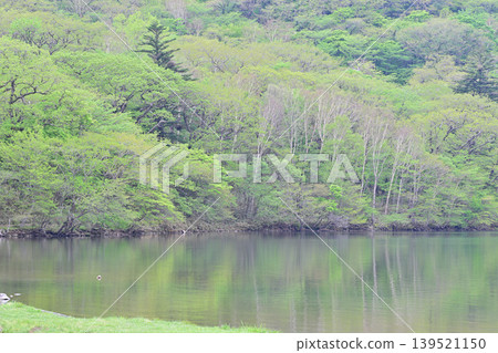 赤城大沼湖寧靜的湖岸,綠樹環繞。 赤城大沼湖寧靜的湖岸,綠樹環繞。 139521150